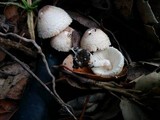 Cystolepiota seminuda image