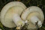Lactarius pubescens var. betulae image