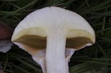 Suillus luteus image