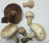 Agaricus californicus image