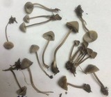 Mycena abramsii image