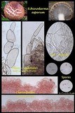 Echinoderma asperum image