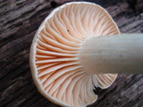 Cuphophyllus pratensis image