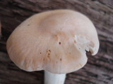 Cuphophyllus pratensis image