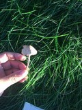 Conocybe apala image