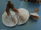 Lentinellus micheneri image