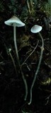 Mycena amicta image