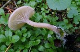 Clitocybe fragrans image