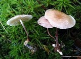 Gymnopus subpruinosus image