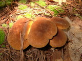 Tapinella atrotomentosa image
