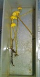 Mycena oregonensis image