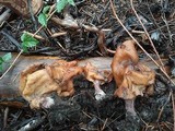 Gyromitra infula image