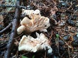 Cantharellus subalbidus image