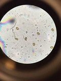 Fomitopsis cajanderi image