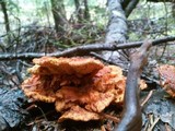 Pycnoporellus fulgens image