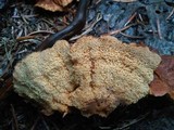 Pycnoporellus fulgens image