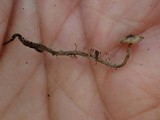 Dendrocollybia racemosa image