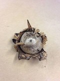 Geastrum triplex image