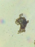 Geastrum triplex image