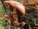 Hemistropharia albocrenulata image