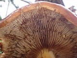 Hemistropharia albocrenulata image