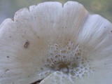 Psathyrella incerta image
