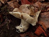 Russula densifolia image