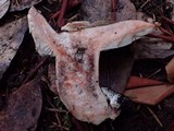Russula densifolia image