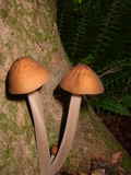 Oudemansiella furfuracea image