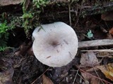 Lactarius cinereus image