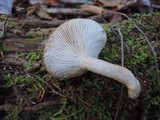 Lactarius cinereus image