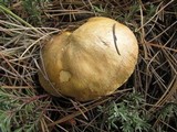 Suillus tomentosus image