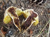 Suillus tomentosus image
