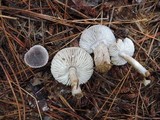Tricholoma atrosquamosum image