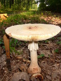 Amanita daucipes image