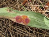 Puccinia conspicua image