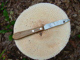 Amanita daucipes image
