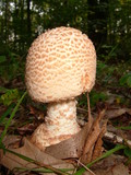 Amanita daucipes image