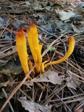 Clavulinopsis aurantiocinnabarina image