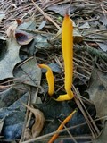 Clavulinopsis aurantiocinnabarina image