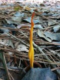 Clavulinopsis aurantiocinnabarina image