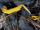 Clavulinopsis aurantiocinnabarina image