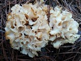 Sparassis americana image