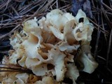 Sparassis americana image