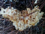 Sparassis americana image