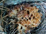 Sparassis americana image