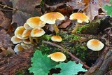 Hypholoma capnoides image