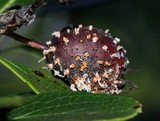 Gymnosporangium clavipes image