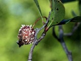 Gymnosporangium clavipes image