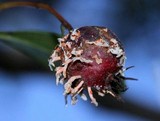 Gymnosporangium clavipes image